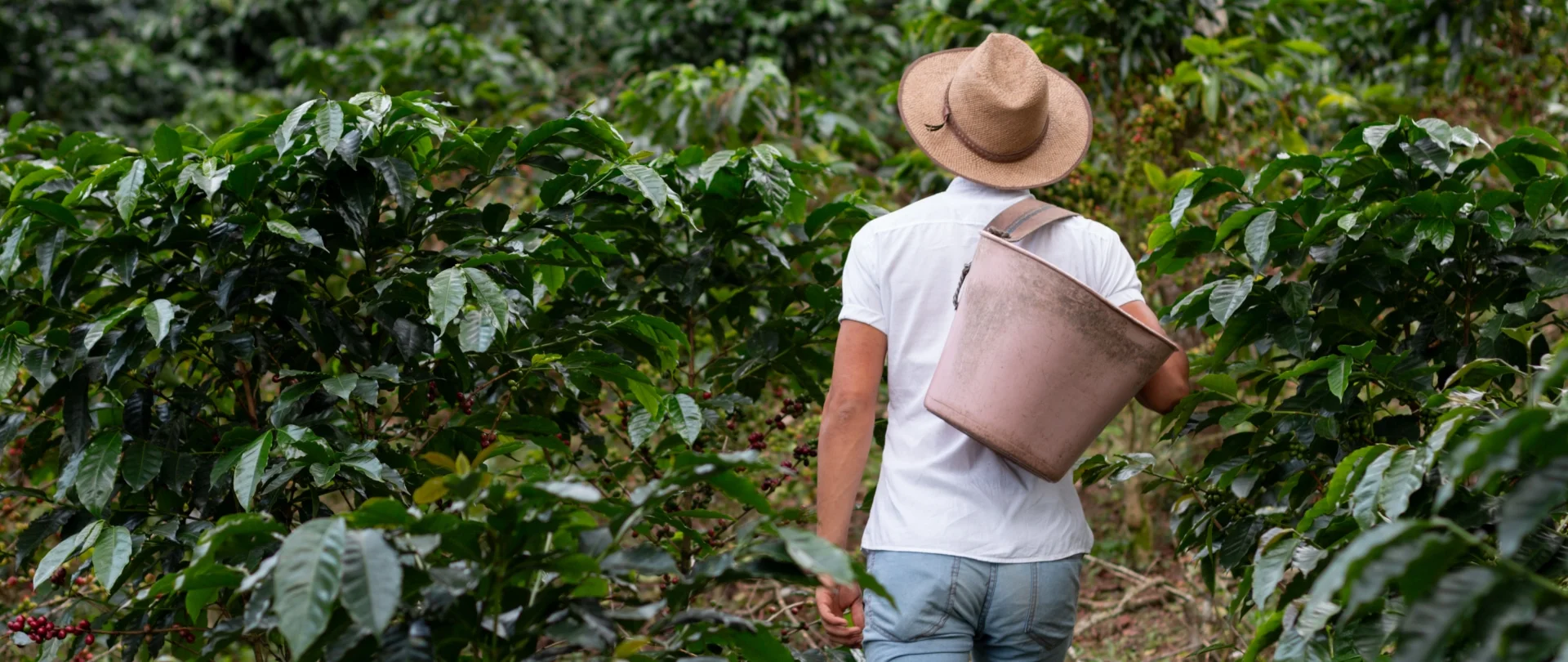 Coffee farmer working in plantation